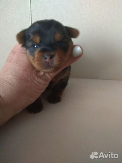 Йоркширский терьер мини