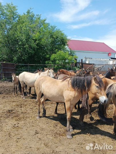 Корова дойная