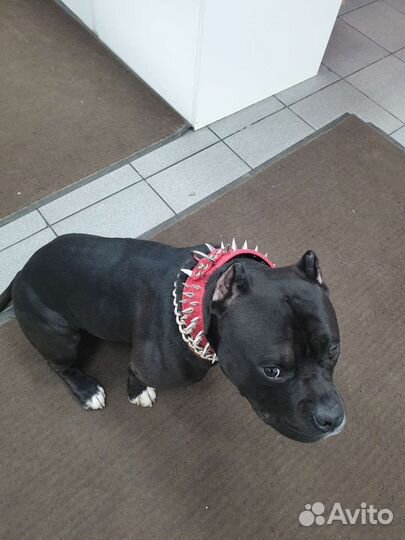 Американский булли покет вязка