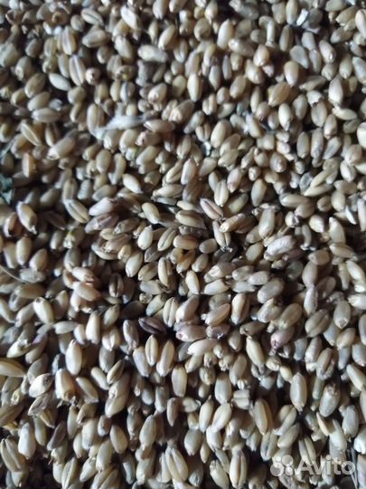 Мягкая пшеница