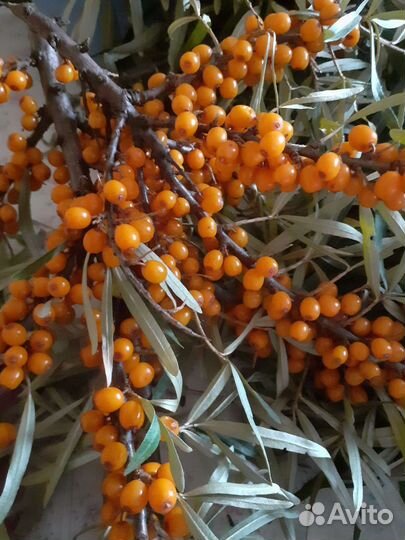 Саженцы облепихи