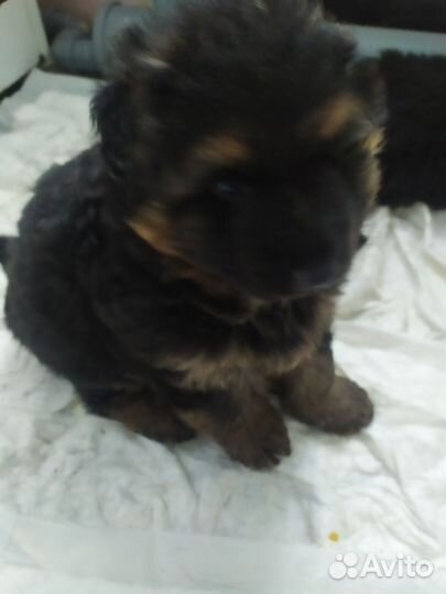 Щенки немецкой овчарки