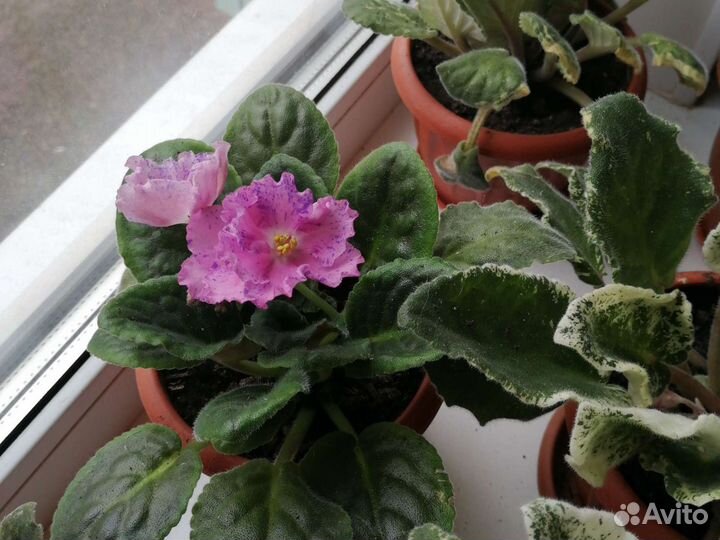 Фиалка,женское счастье спатифилиум