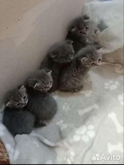 Британские вислоухие котята