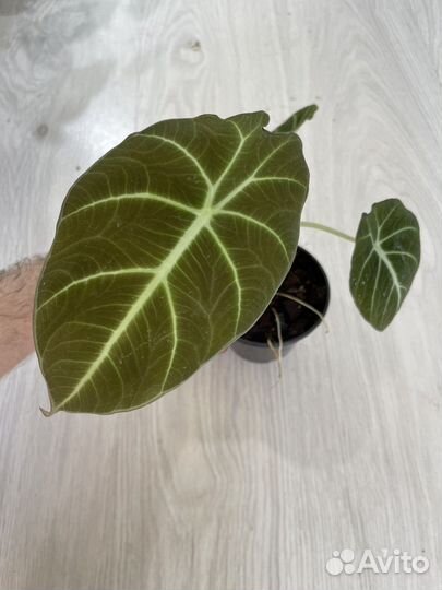 Детки алоказий