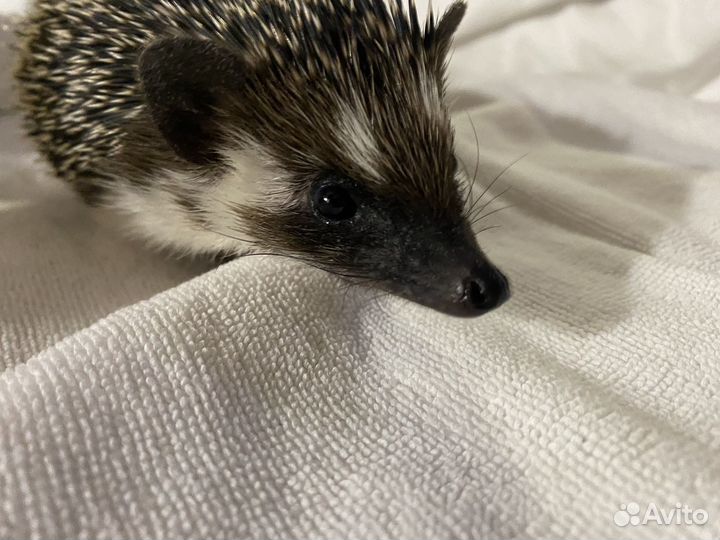Африканский карликовый еж