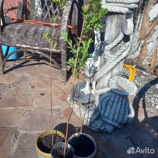 Спирея билларда