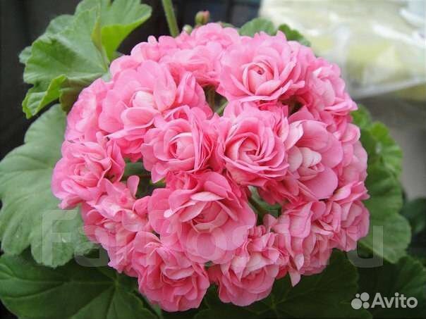 Пеларгония герань Анита