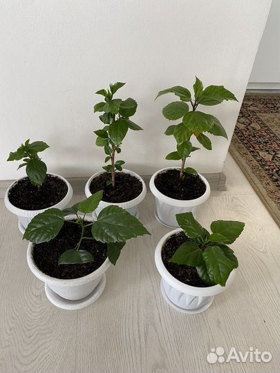 Дримиопсис пятнистый и Китайская Роза