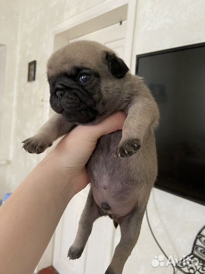 Щенки мопса