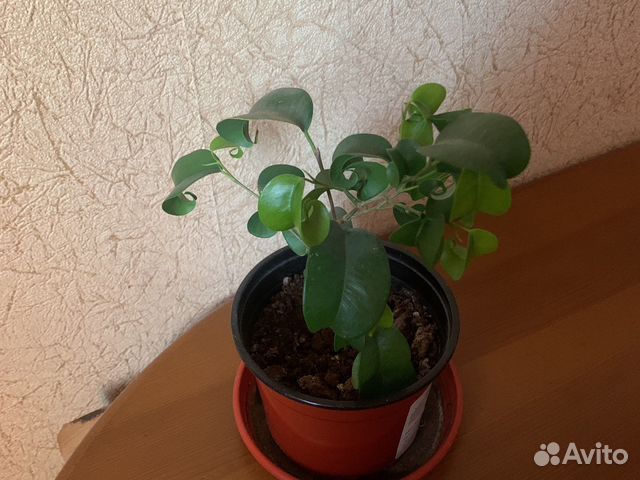 Фикус барокко