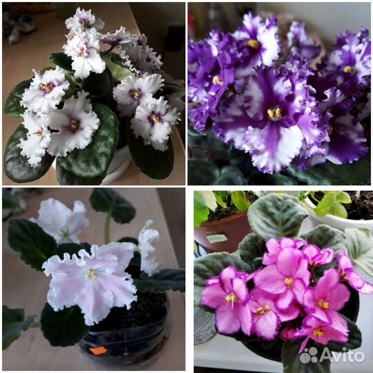 Фиалка. Глоксиния