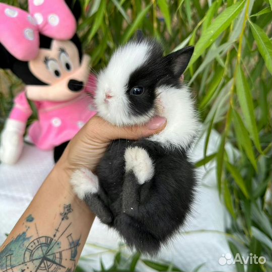Цветной карлик. Мини крольчонок