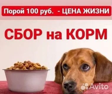 Собака в добрые руки