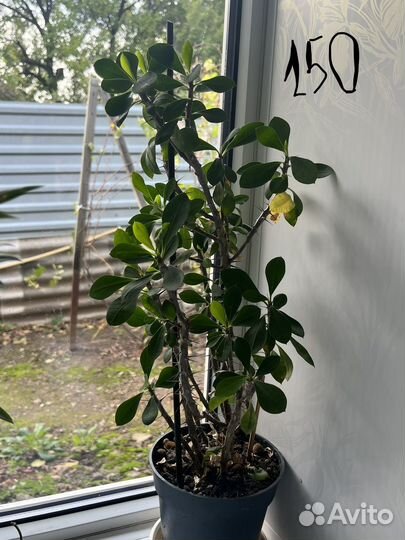 Комнатные растения