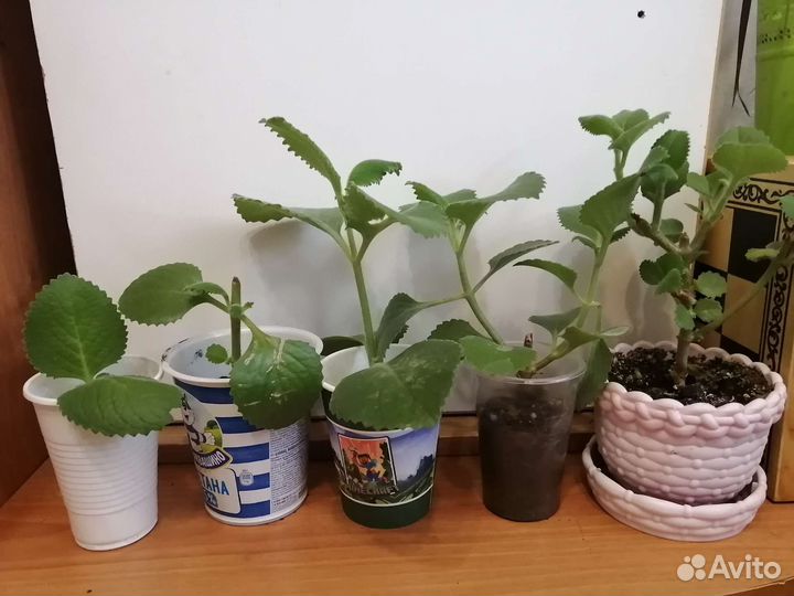 Разные комнатные цветы