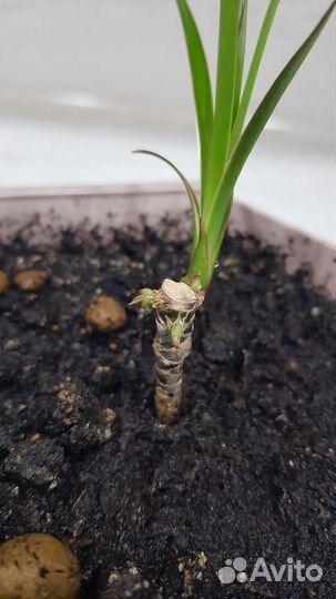 Пальма драцена