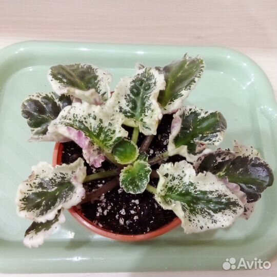 Взрослые фиалочки