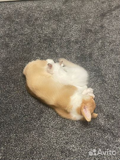 Передержка домашних животных