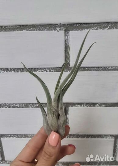 Тилландсия атмосферная