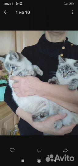 Отдам в добрые руки