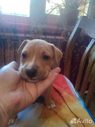 Щенки Американского Стаффордширского Терьера