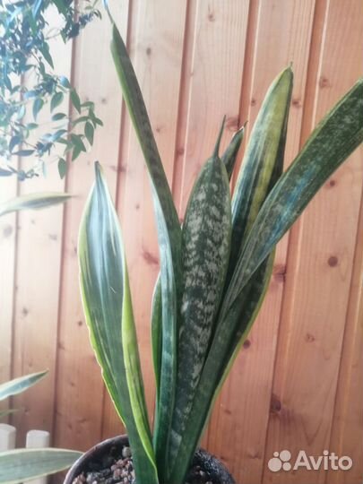 Сансевиерии