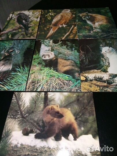 Открытки животных и птиц из СССР