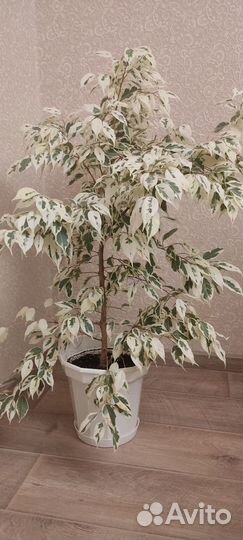 Фикус старлайт