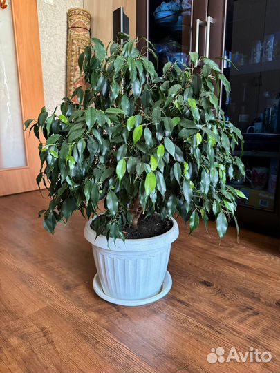 Фикус бенджамина