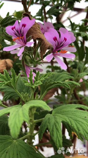 Герань душистая 12 видов