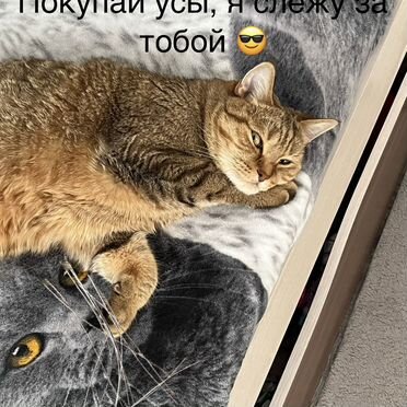 Кошачьи усы