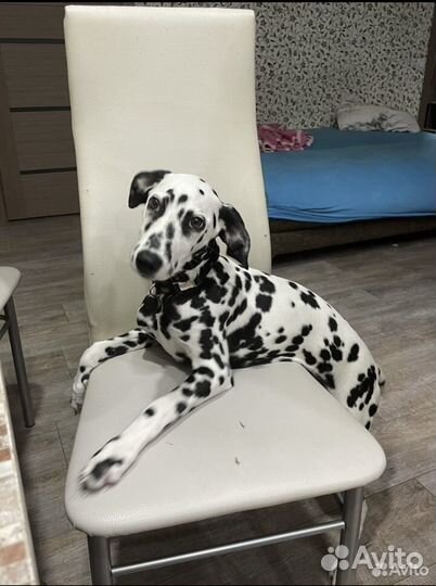 Далматинец