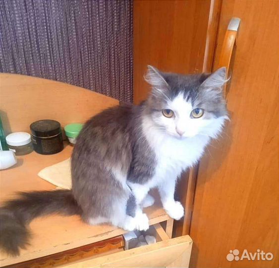 Веселая и игривая кошечка Ася ищет дом