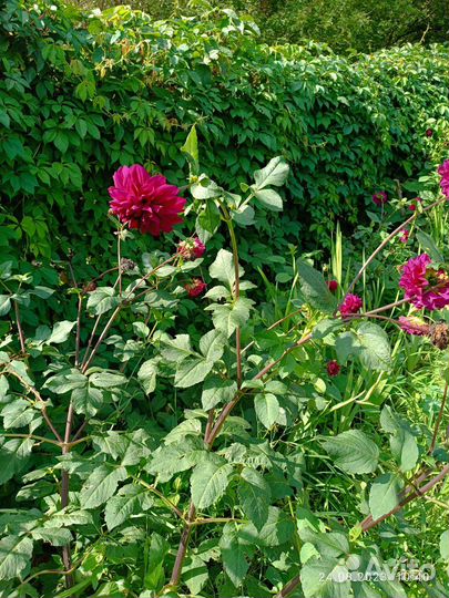 Георгины клубни