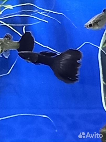 Гуппи черный монах