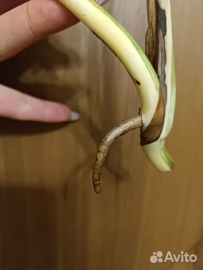 Монстера Альба