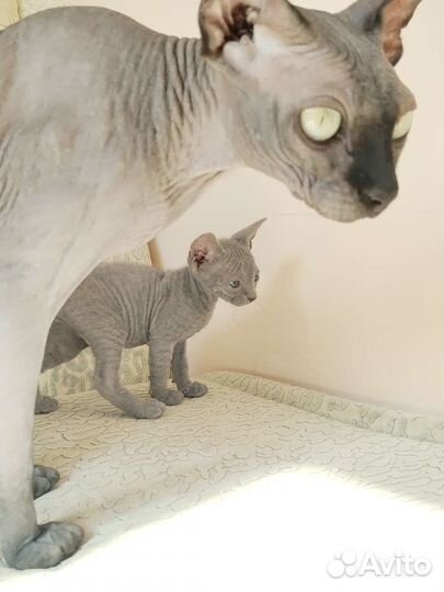 Донской сфинкс котята