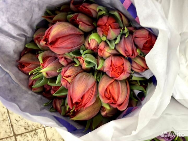 Тюльпан розовый крупный оптом в Москве