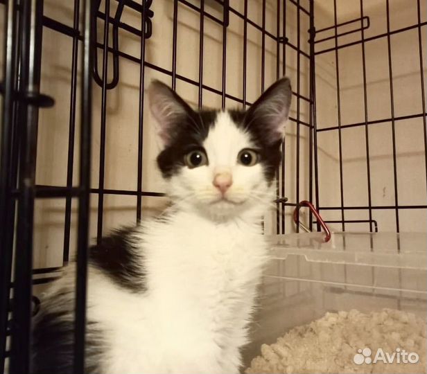Котята бесплатно девочки черно-белые