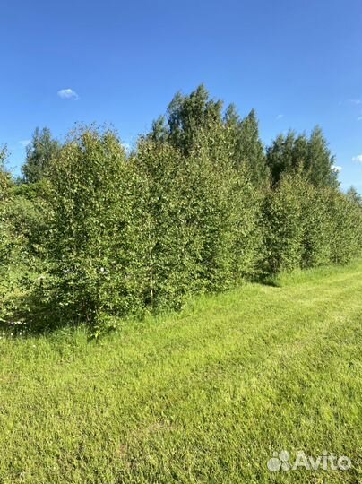 Кемпинг на берегу Нерли, Волги, Калязин