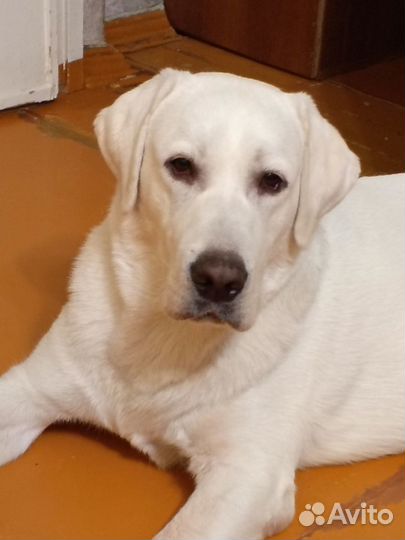 Вязка лабрадор