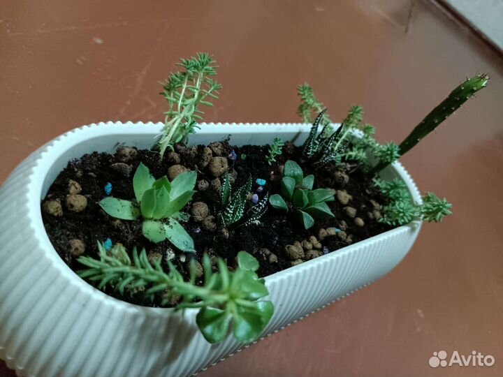 Композиция из суккулентов