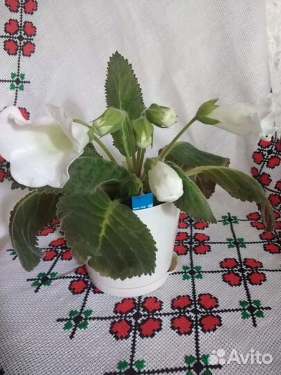 Глоксиния тидея