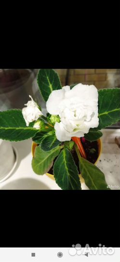 Глоксиния махровая