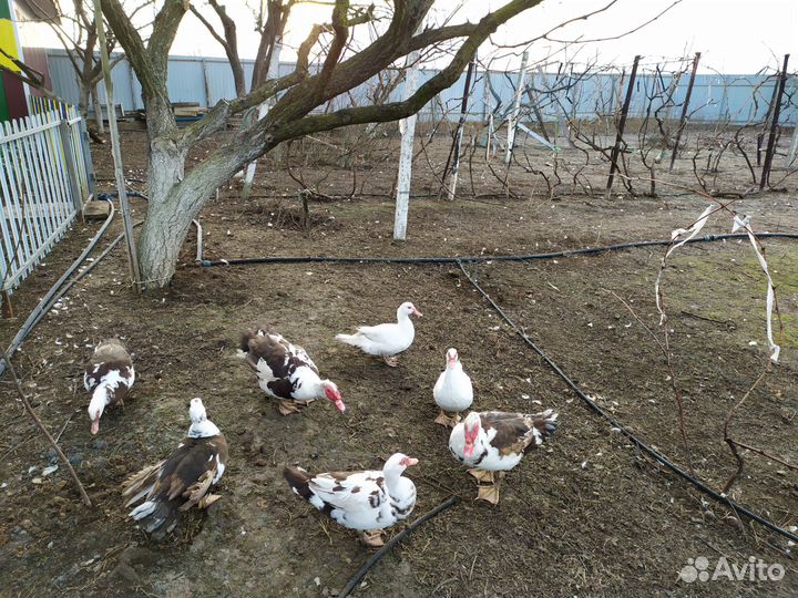 Мясо индоутки