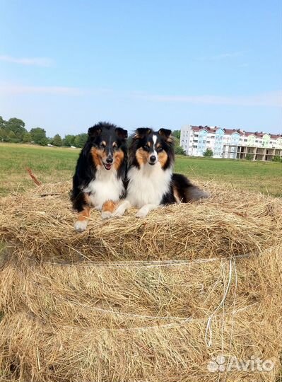 Шелти малыши