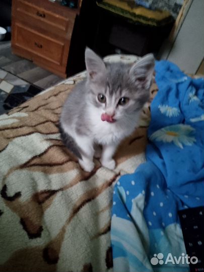 Котята в добрые руки бесплатно