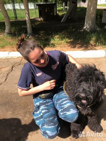 Дрессировка, тренировка, выгул, социализация собак