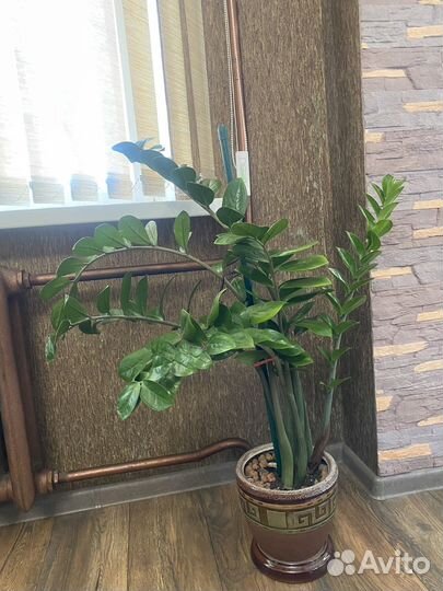 Замиокулькас